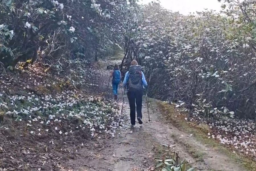 Trekkers walking through Beautifil Rhodrndron forest.
